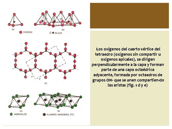  Los oxígenos del cuarto vértice del tetraedro (oxígenos sin compartir u oxígenos apicales),