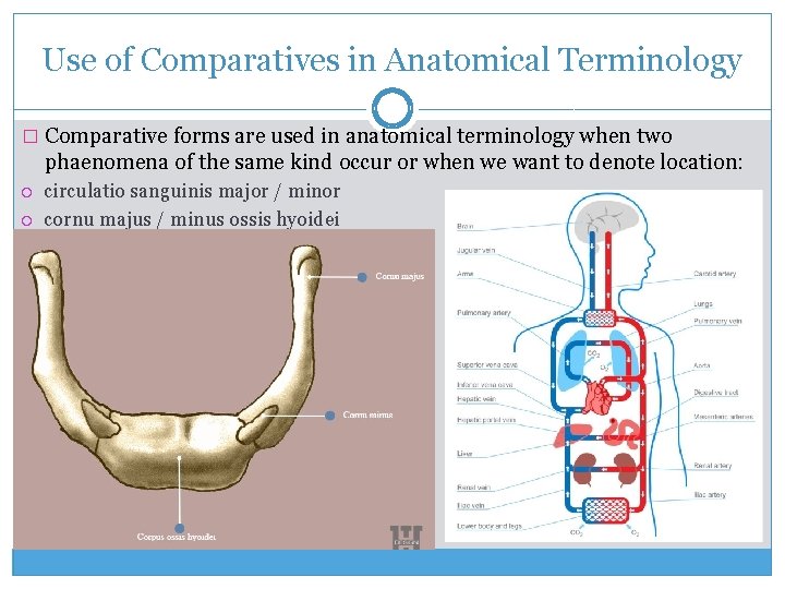 Use of Comparatives in Anatomical Terminology � Comparative forms are used in anatomical terminology