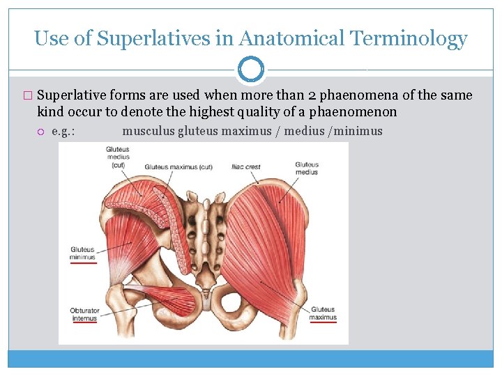 Use of Superlatives in Anatomical Terminology � Superlative forms are used when more than