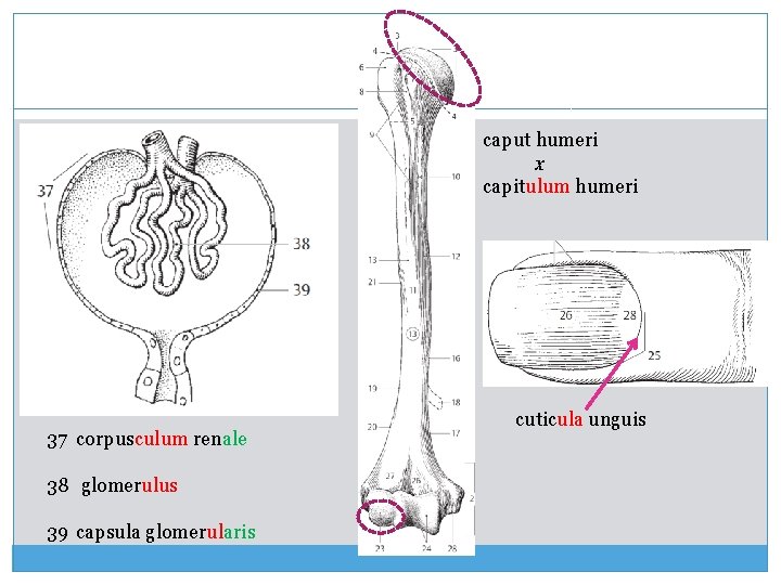 caput humeri x capitulum humeri 37 corpusculum renale 38 glomerulus 39 capsula glomerularis cuticula