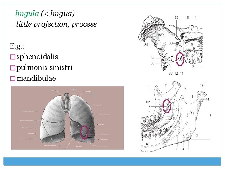 lingula (< lingua) = little projection, process E. g. : � sphenoidalis � pulmonis