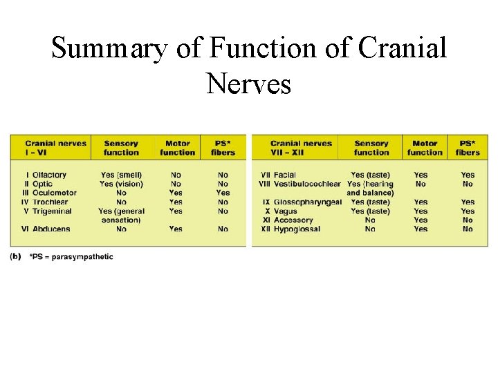 Summary of Function of Cranial Nerves 
