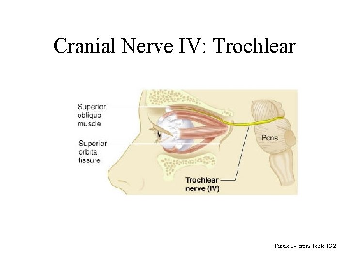 Cranial Nerve IV: Trochlear Figure IV from Table 13. 2 