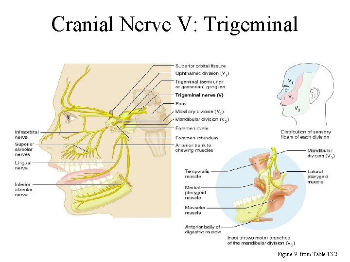 Cranial Nerve V: Trigeminal Figure V from Table 13. 2 