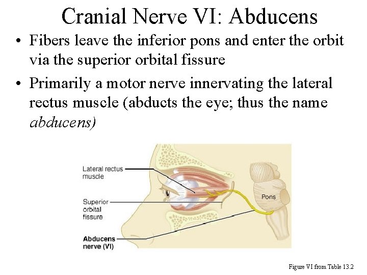 Cranial Nerve VI: Abducens • Fibers leave the inferior pons and enter the orbit