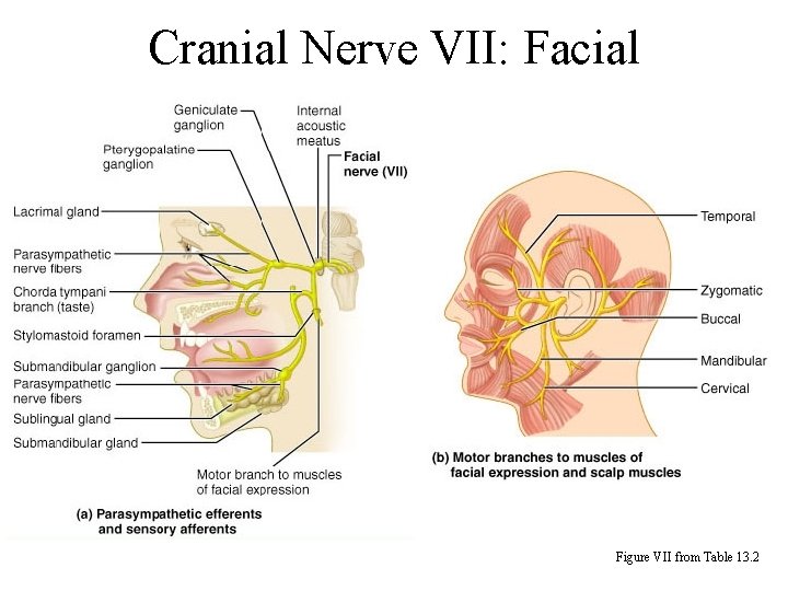 Cranial Nerve VII: Facial Figure VII from Table 13. 2 