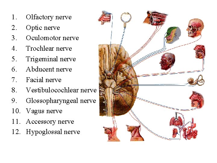 1. 2. 3. 4. 5. 6. 7. 8. 9. 10. 11. 12. Olfactory nerve