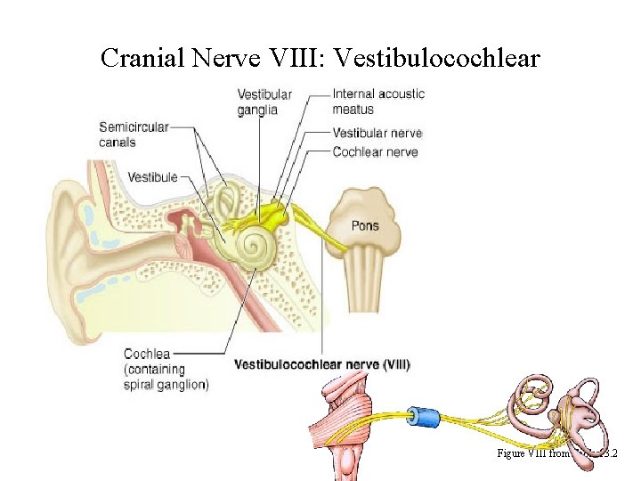 Cranial Nerve VIII: Vestibulocochlear Figure VIII from Table 13. 2 