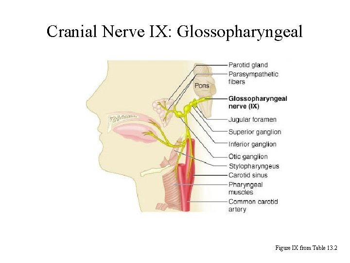 Cranial Nerve IX: Glossopharyngeal Figure IX from Table 13. 2 