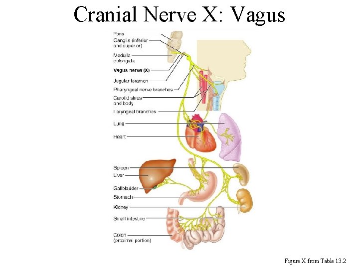 Cranial Nerve X: Vagus Figure X from Table 13. 2 