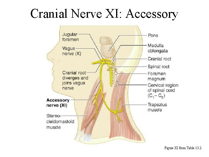 Cranial Nerve XI: Accessory Figure XI from Table 13. 2 