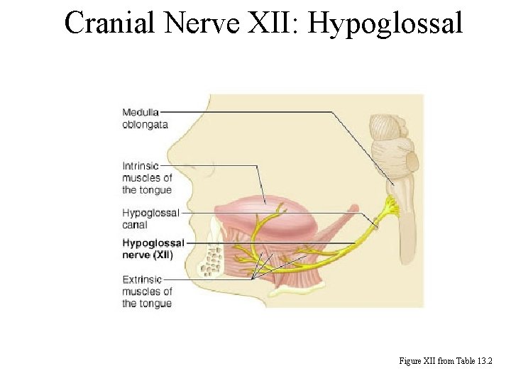 Cranial Nerve XII: Hypoglossal Figure XII from Table 13. 2 