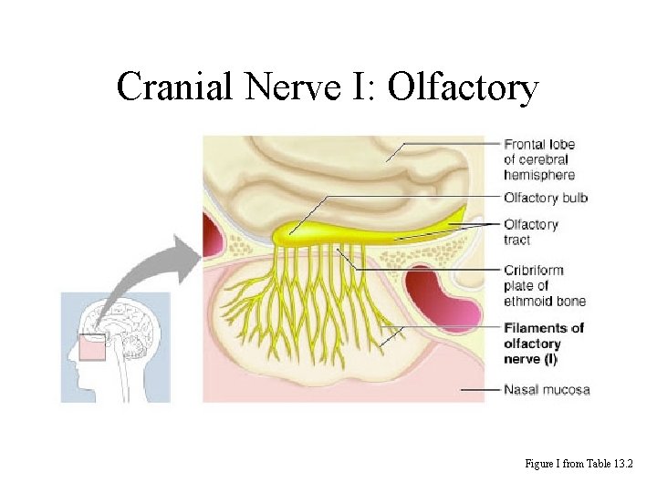 Cranial Nerve I: Olfactory Figure I from Table 13. 2 