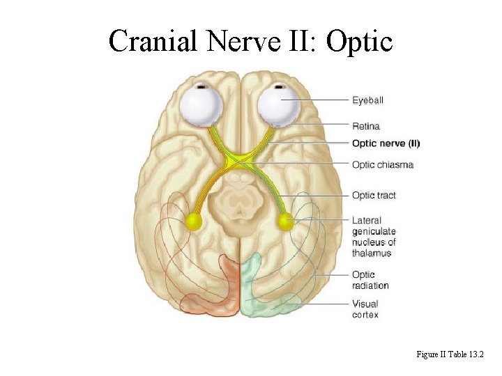 Cranial Nerve II: Optic Figure II Table 13. 2 