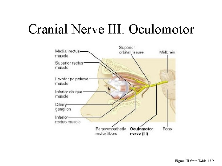 Cranial Nerve III: Oculomotor Figure III from Table 13. 2 