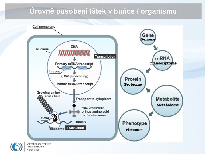 Úrovně působení látek v buňce / organismu Úrovně působení látek v buňce / organismu