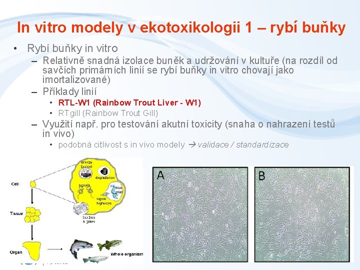 In vitro modely v ekotoxikologii 1 – rybí buňky • Rybí buňky in vitro