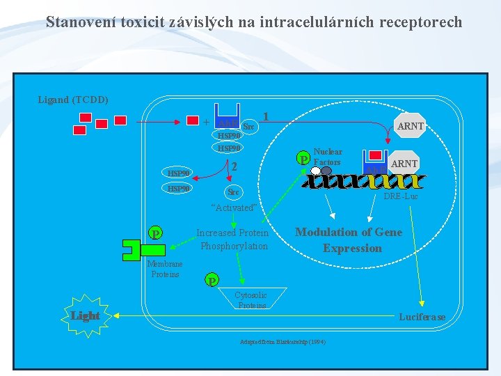 Stanovení toxicit závislých na intracelulárních receptorech Ligand (TCDD) + Ah. R Src 1 ARNT