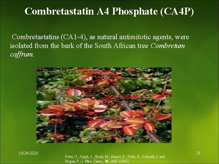 Combretastatin A 4 Phosphate (CA 4 P) Combretastatins (CA 1 -4), as natural antimitotic