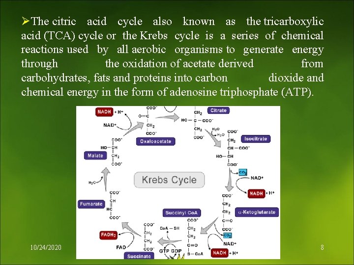 ØThe citric acid cycle also known as the tricarboxylic acid (TCA) cycle or the