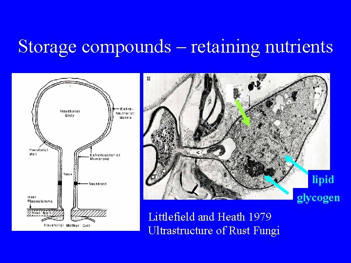 Storage compounds – retaining nutrients lipid glycogen Littlefield and Heath 1979 Ultrastructure of Rust