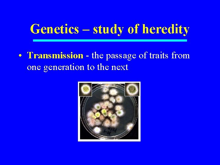 Genetics – study of heredity • Transmission - the passage of traits from one