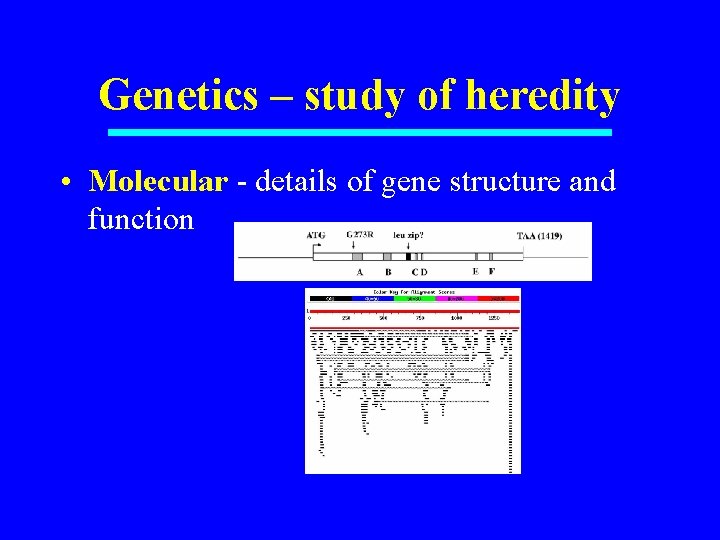 Genetics – study of heredity • Molecular - details of gene structure and function