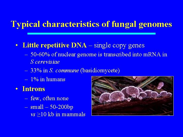 Typical characteristics of fungal genomes • Little repetitive DNA – single copy genes –