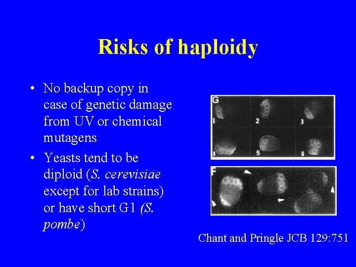 Risks of haploidy • No backup copy in case of genetic damage from UV