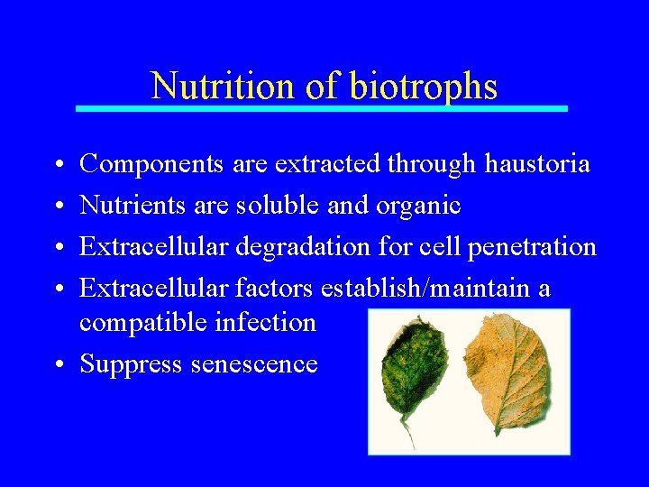 Nutrition of biotrophs • • Components are extracted through haustoria Nutrients are soluble and