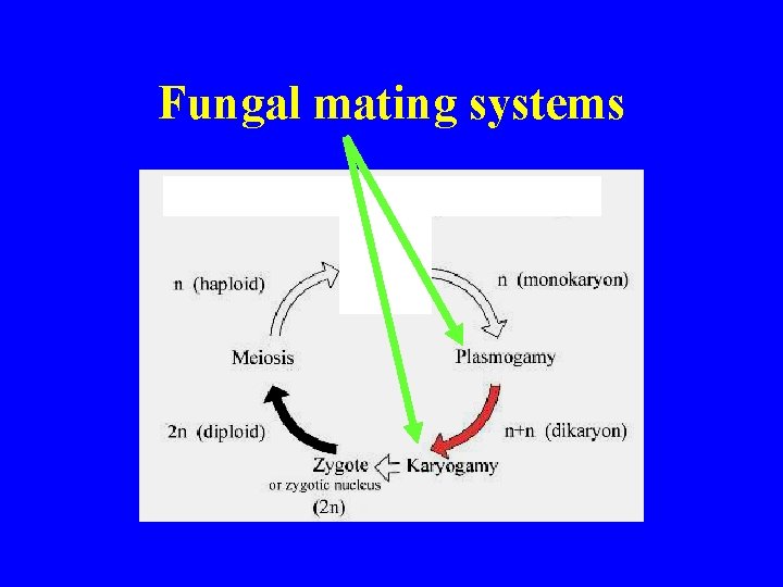 Fungal mating systems 