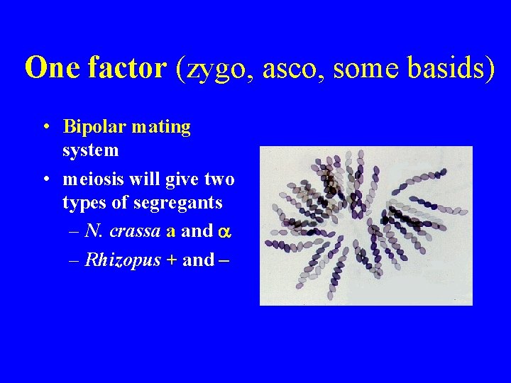 One factor (zygo, asco, some basids) • Bipolar mating system • meiosis will give