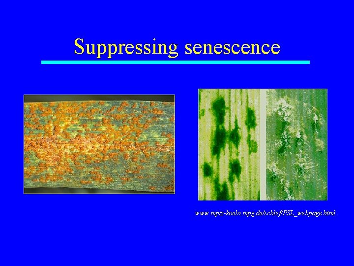 Suppressing senescence www. mpiz-koeln. mpg. de/schlef/PSL_webpage. html 