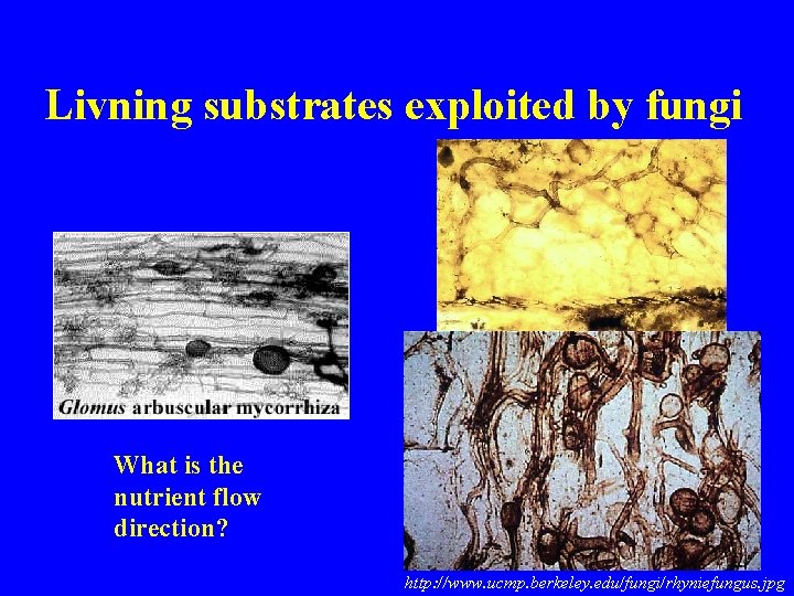 Livning substrates exploited by fungi What is the nutrient flow direction? http: //www. ucmp.