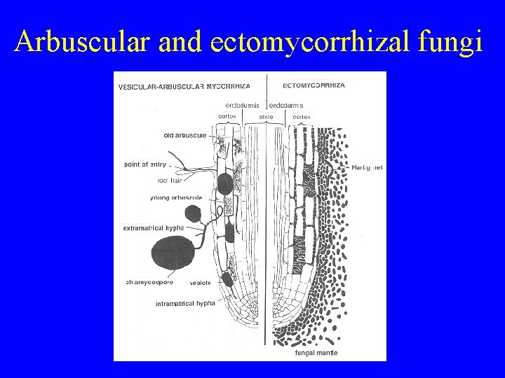 Arbuscular and ectomycorrhizal fungi 