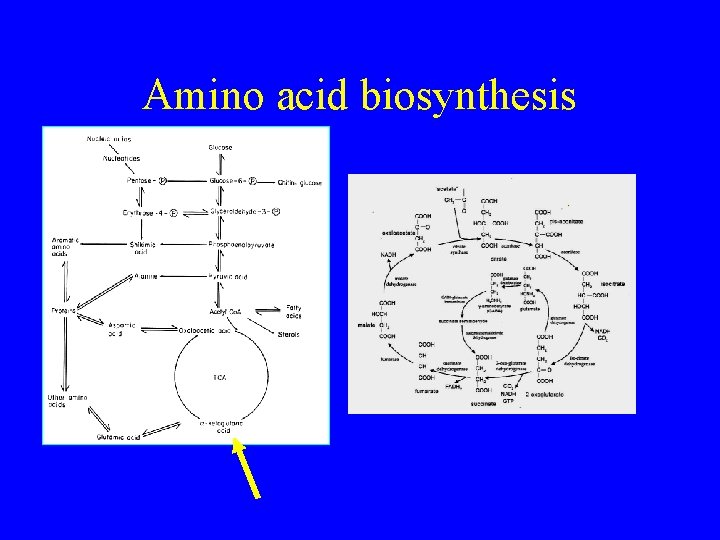 Amino acid biosynthesis 