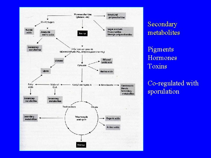 Secondary metabolites Pigments Hormones Toxins Co-regulated with sporulation 