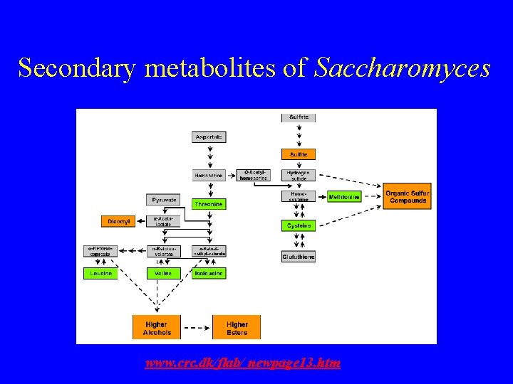 Secondary metabolites of Saccharomyces www. crc. dk/flab/ newpage 13. htm 