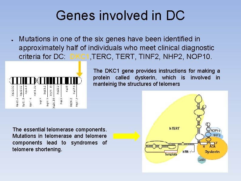 Genes involved in DC ● Mutations in one of the six genes have been