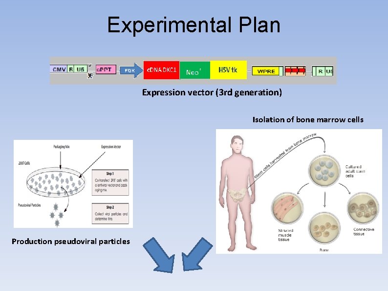 Experimental Plan Expression vector (3 rd generation) Isolation of bone marrow cells Production pseudoviral