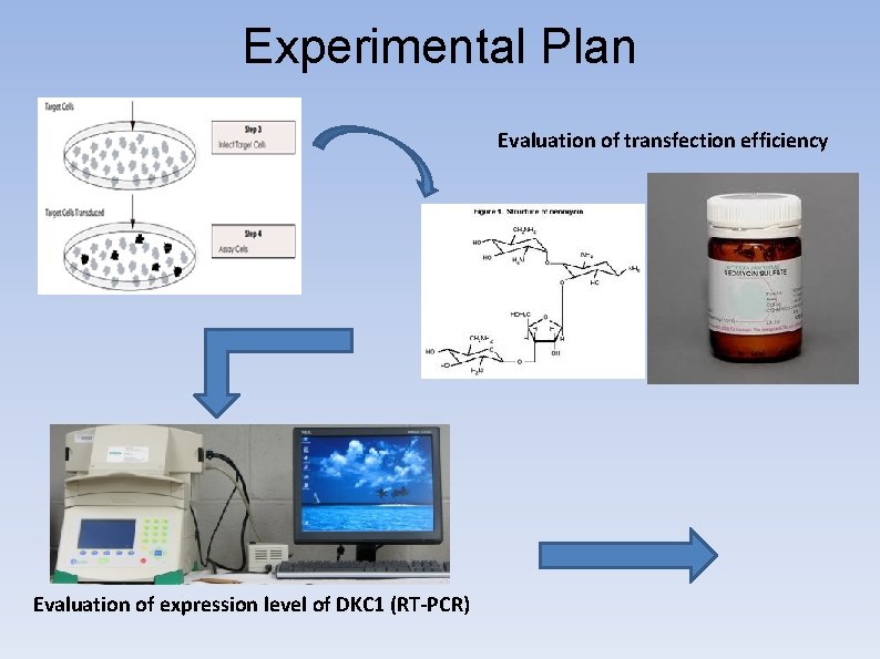 Experimental Plan Evaluation of transfection efficiency Evaluation of expression level of DKC 1 (RT-PCR)