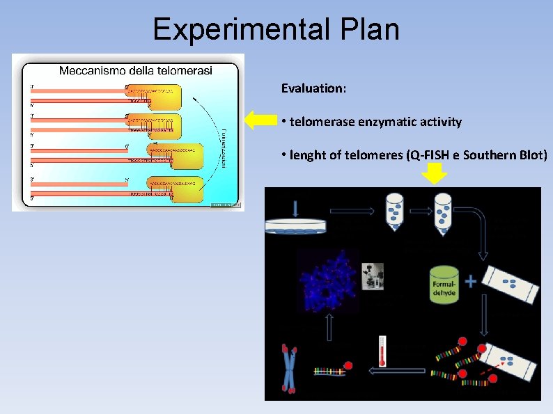 Experimental Plan Evaluation: • telomerase enzymatic activity • lenght of telomeres (Q-FISH e Southern