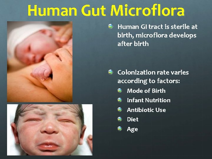 Human Gut Microflora Human GI tract is sterile at birth, microflora develops after birth