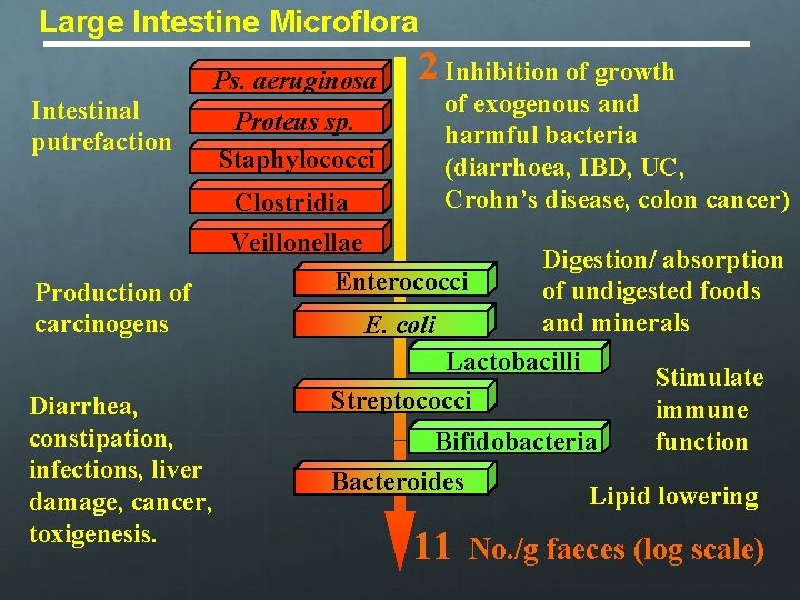 Large Intestine Microflora Ps. aeruginosa Intestinal putrefaction Production of carcinogens Diarrhea, constipation, infections, liver