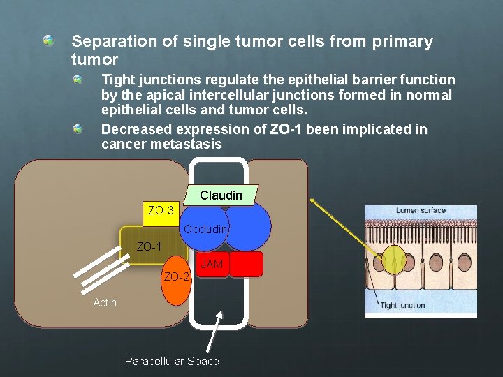Separation of single tumor cells from primary tumor Tight junctions regulate the epithelial barrier