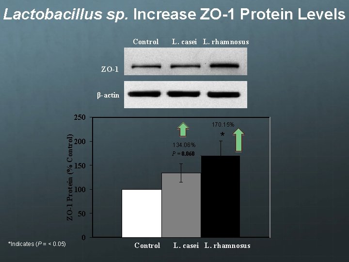 Lactobacillus sp. Increase ZO-1 Protein Levels Control L. casei L. rhamnosus ZO-1 β-actin ZO-1