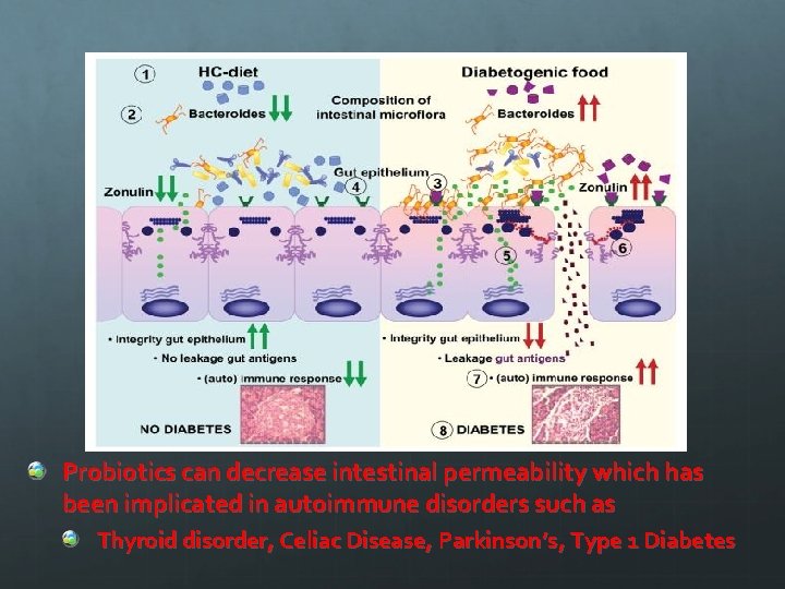Probiotics can decrease intestinal permeability which has been implicated in autoimmune disorders such as
