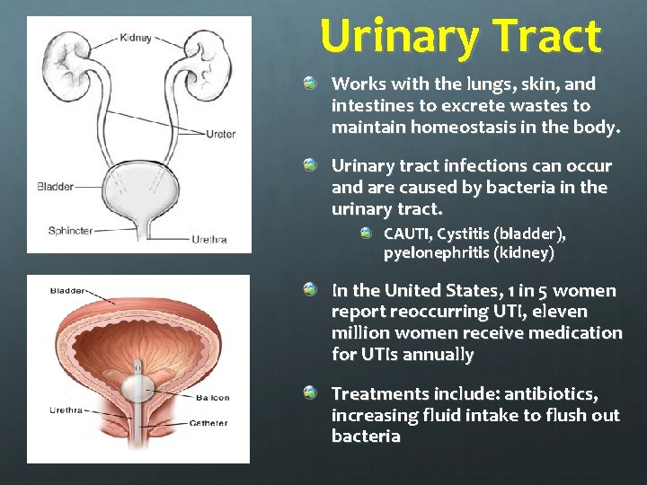 Urinary Tract Works with the lungs, skin, and intestines to excrete wastes to maintain