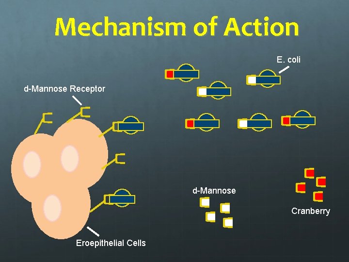 Mechanism of Action E. coli d-Mannose Receptor d-Mannose Cranberry Eroepithelial Cells 