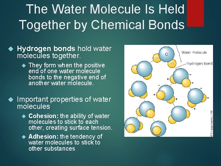 The Water Molecule Is Held Together by Chemical Bonds Hydrogen bonds hold water molecules